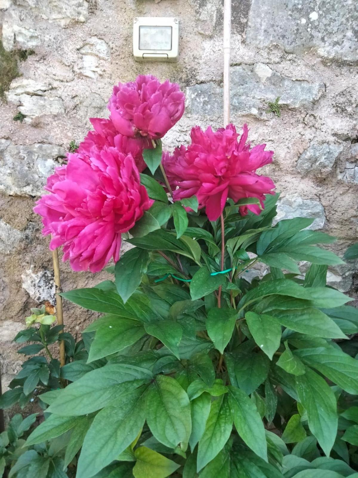 Appartamento Anna Brenzone sul Garda Εξωτερικό φωτογραφία